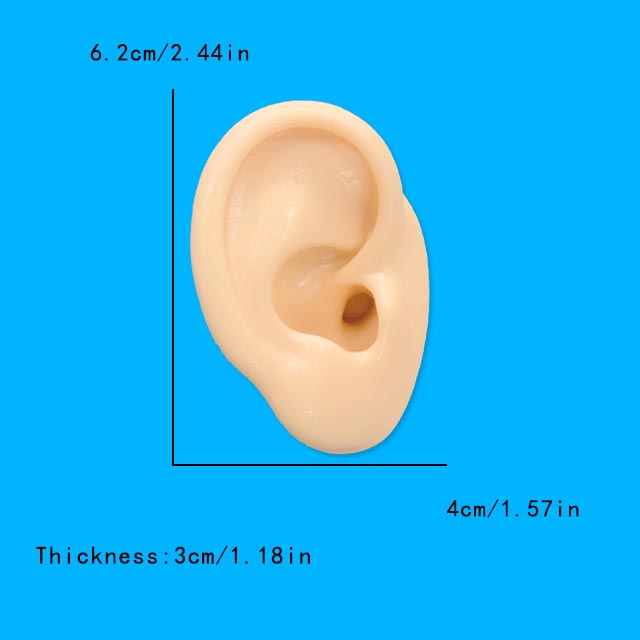Modelo de oreja de silicona su - Model Kit Display Case reseña y precio
